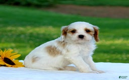 Cavapoo dogs for sale: Marissa - Image 4