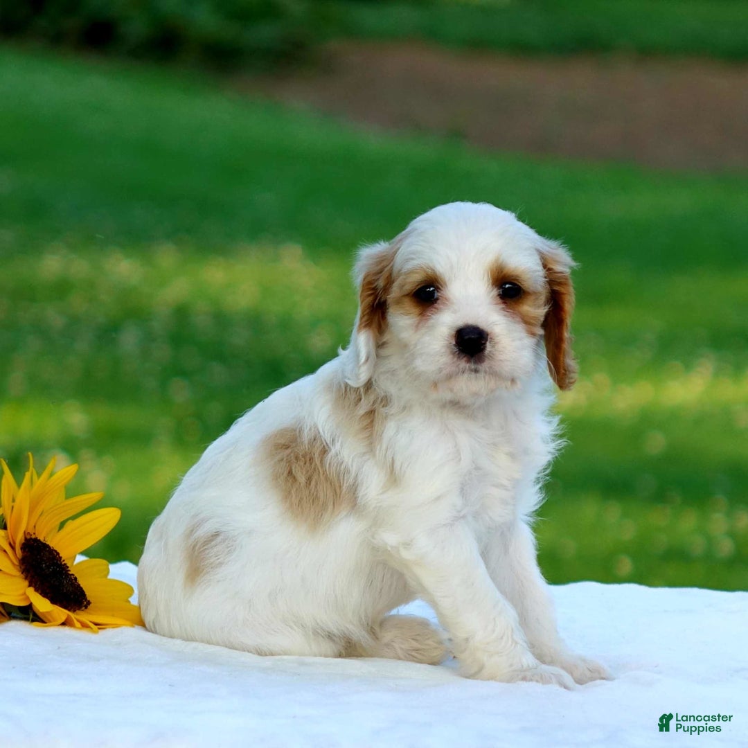 Cavapoo dogs for sale: Marissa - Image 4