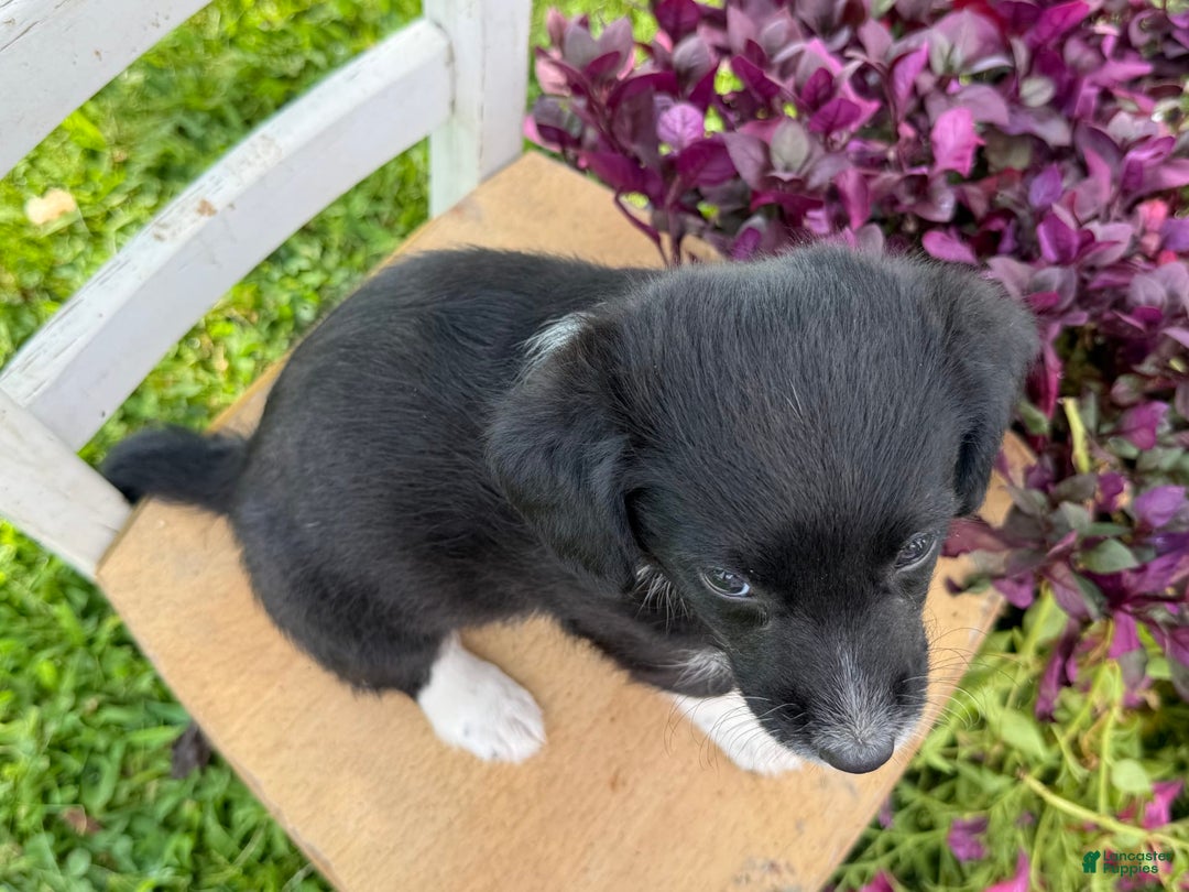 Welsh Corgi Pembroke dogs for sale: Welsh Corgi (Pembroke) 5 puppies - Image 15