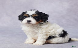 Cavapoo dogs for sale: Dax - Image 8