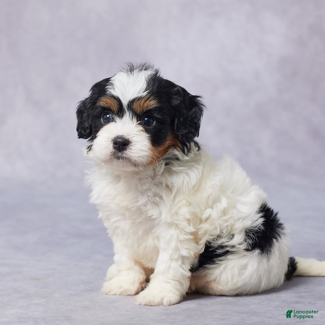 Cavapoo dogs for sale: Dax - Image 8