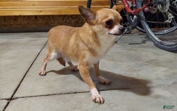 Chihuahua dogs for sale: Pebbles - Image 6