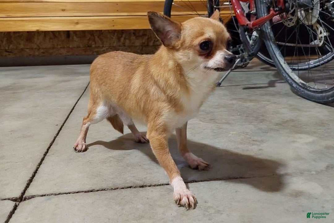 Chihuahua dogs for sale: Pebbles - Image 6