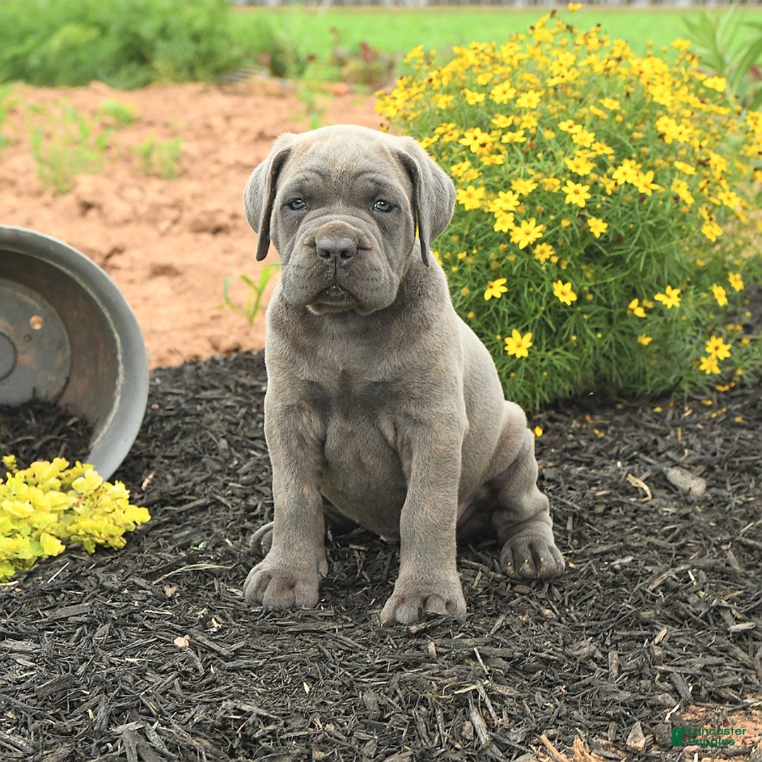 Cane Corso dogs for sale: Ivy - Image 2
