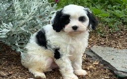Cavapoo dogs for sale: Casper - Image 5