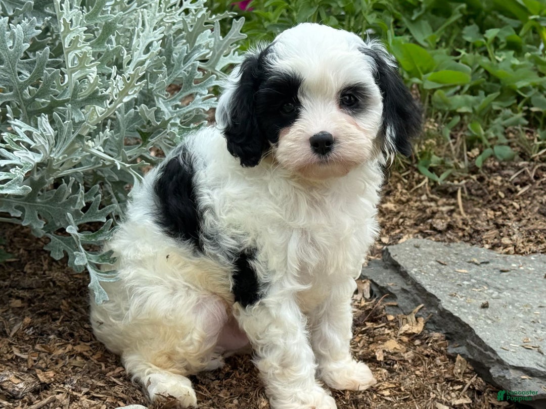 Cavapoo dogs for sale: Casper - Image 5