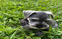 Miniature Schnauzer dogs for sale: Miniature Schnauzer 6 puppies - Image 12