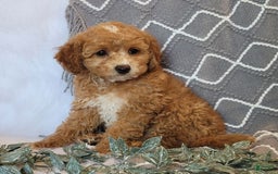 Cockapoo dogs for sale: Kate - Image 6