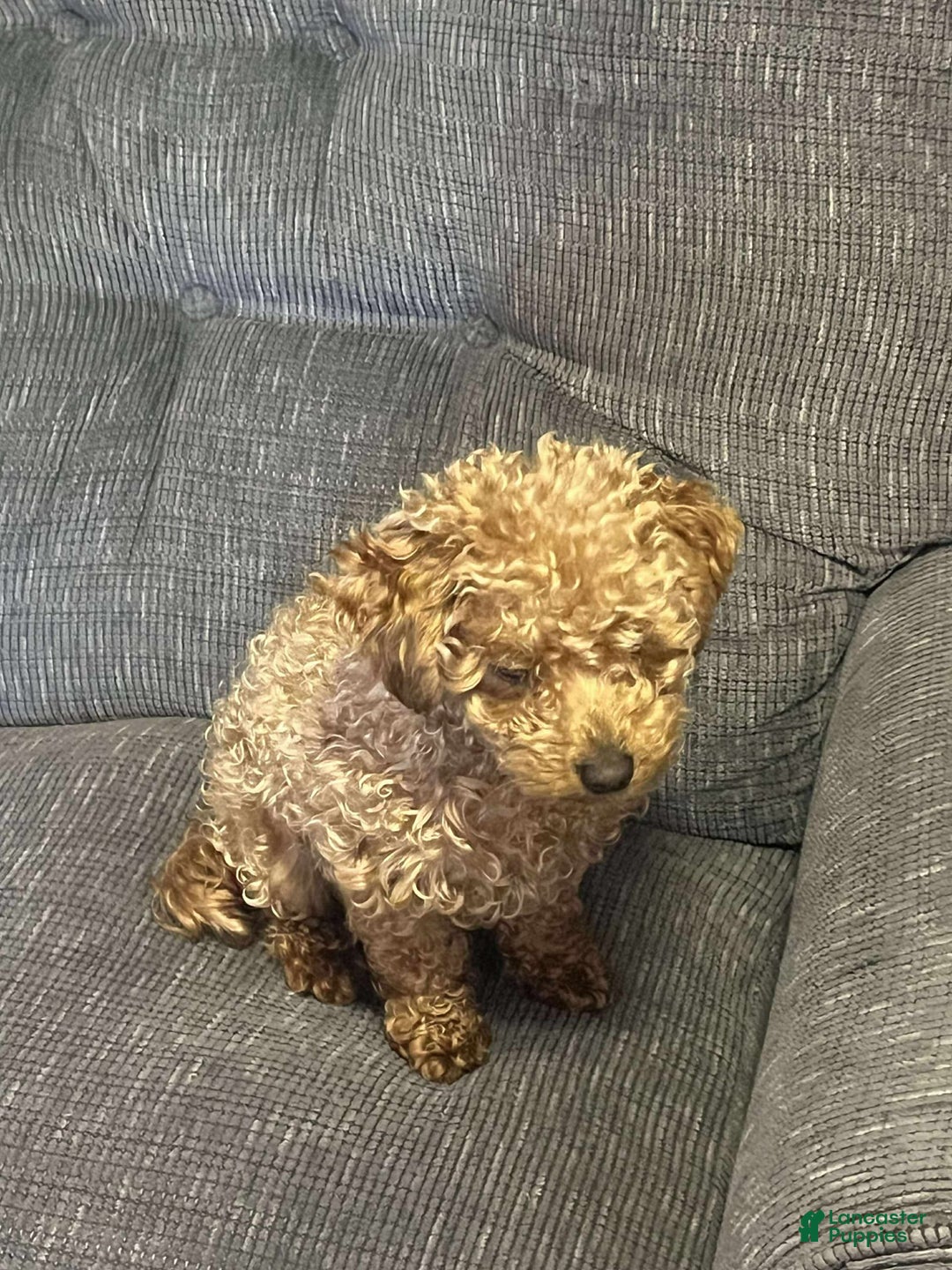 Toy Poodle dogs for sale: Lady red - Image 6