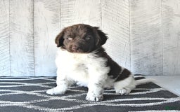 Newfoundland dogs for sale: Jade - Image 8