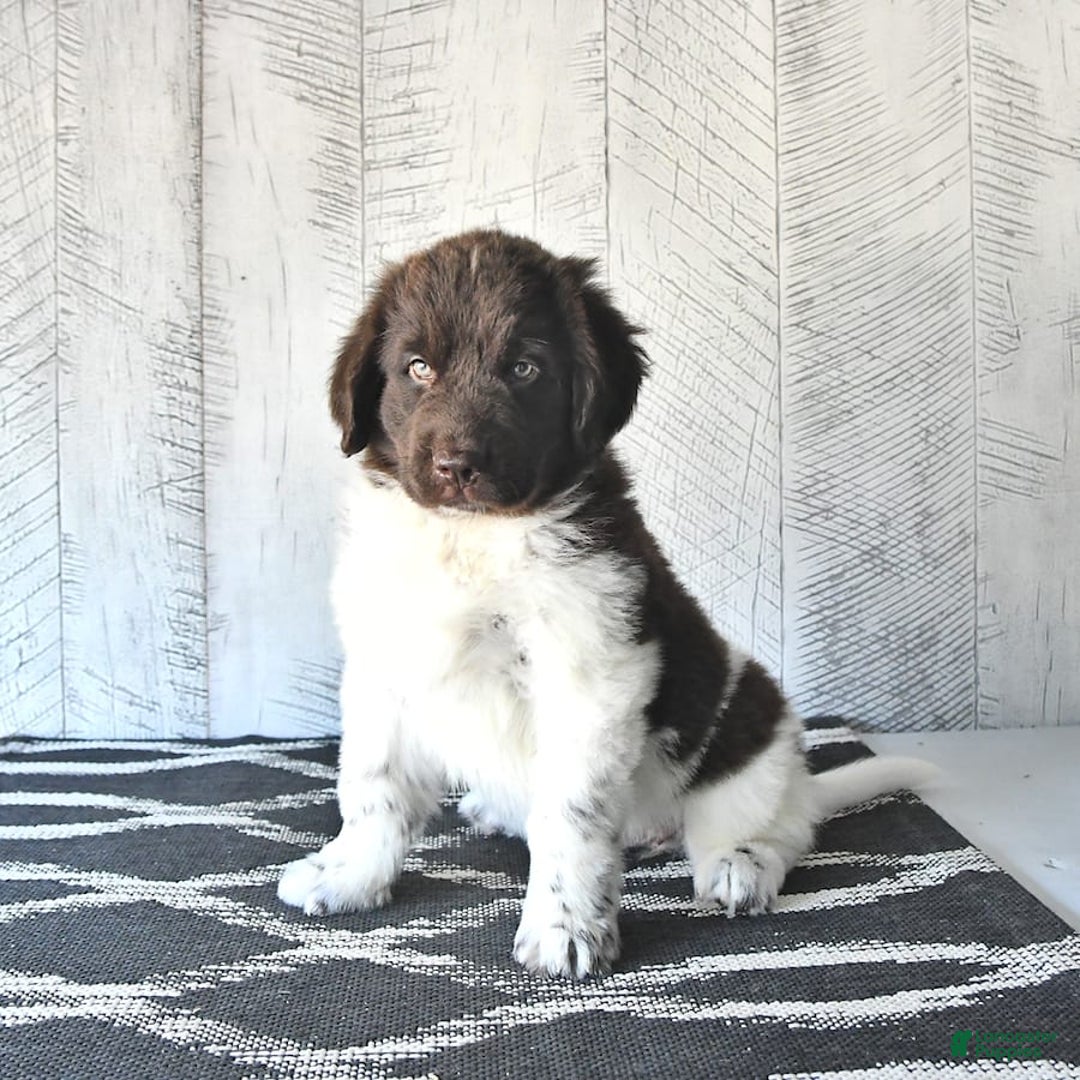 Newfoundland dogs for sale: Jade - Image 8