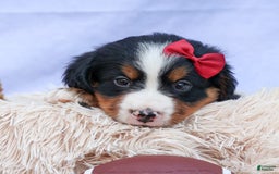 Bernese Mountain Dog dogs for sale: Simon - Image 23
