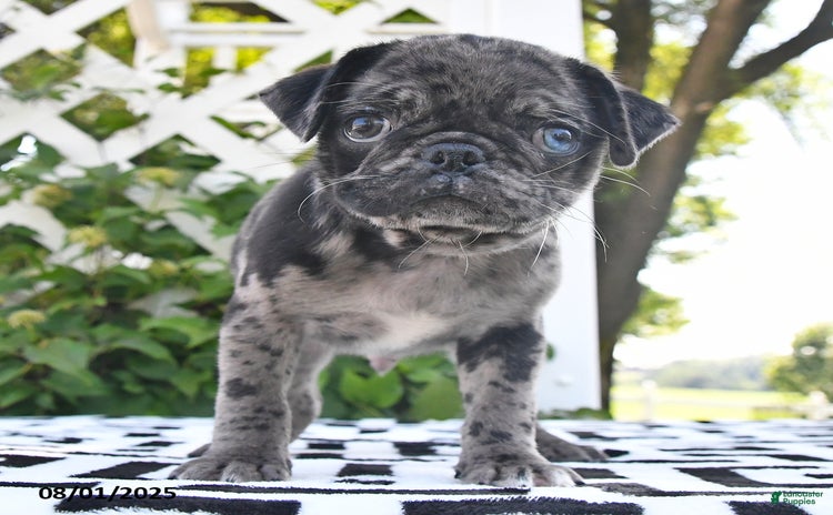 Pug dogs for sale - Ad 2
