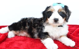 Mini Bernedoodle dogs for sale: Mini Bernedoodle 5 puppies - Image 16