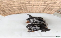 Miniature Dachshund dogs for sale: Buddy - Image 10