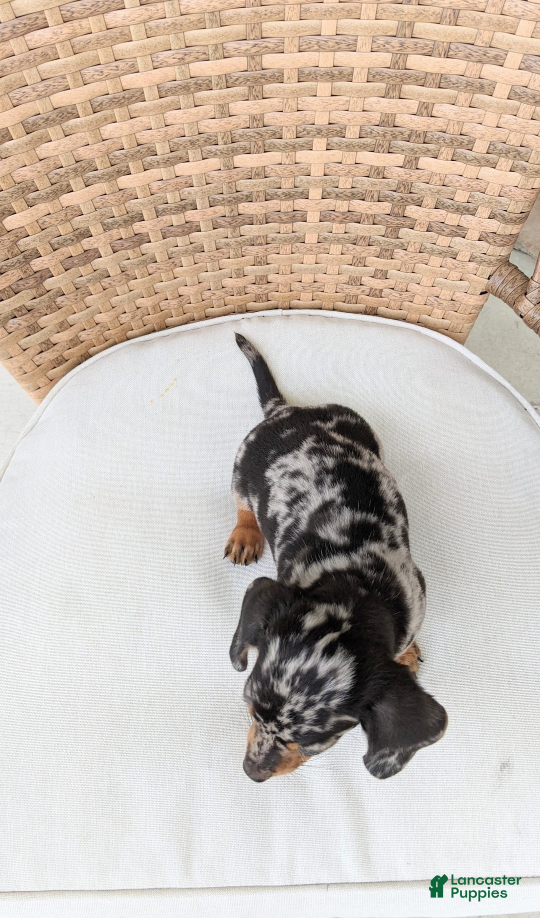 Miniature Dachshund dogs for sale: Buddy - Image 10