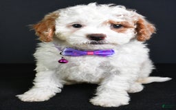 Cavapoo dogs for sale: Abby - Image 1