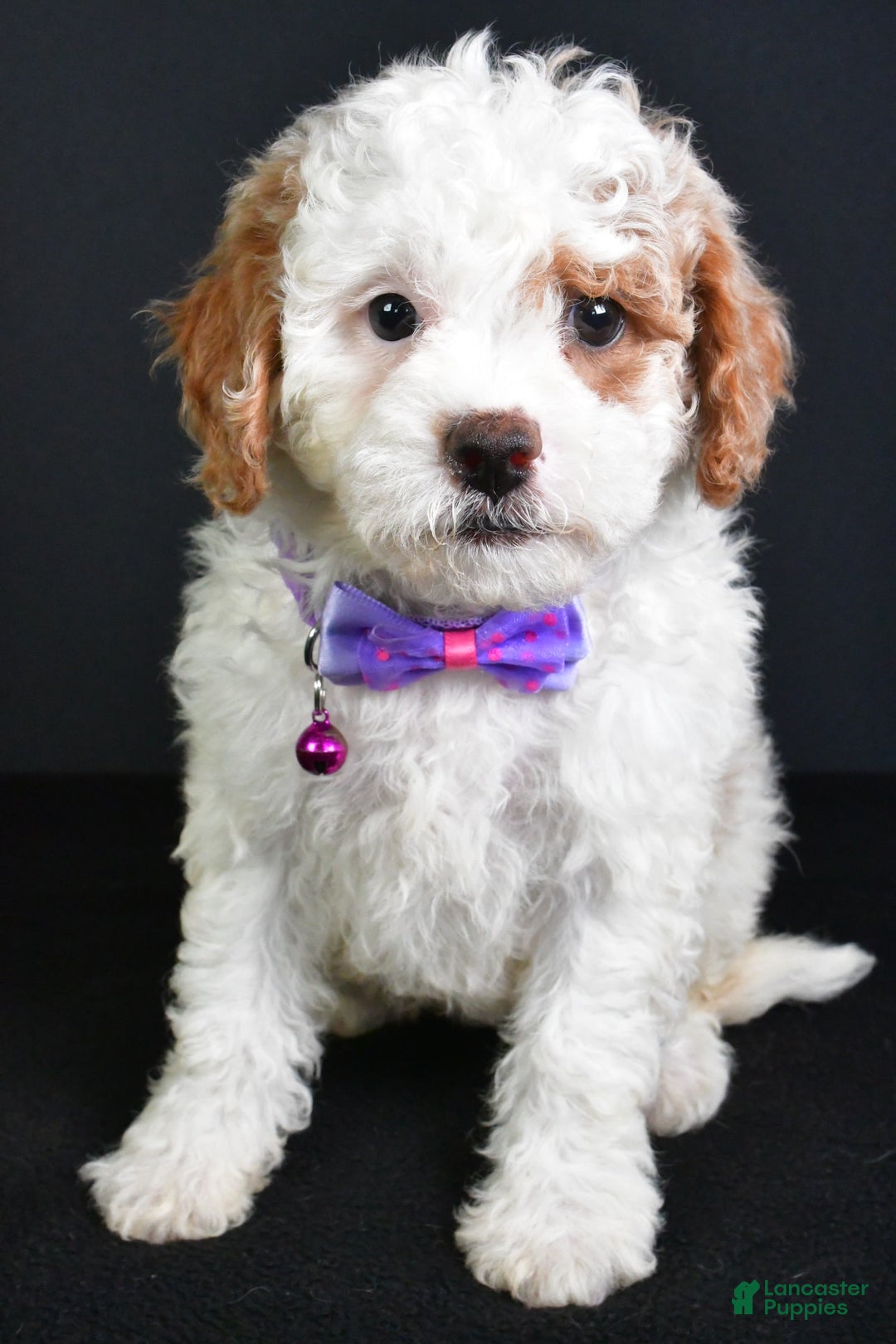 Cavapoo dogs for sale: Abby - Image 1
