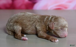 Shihpoo dogs for sale: Cesar - Image 2
