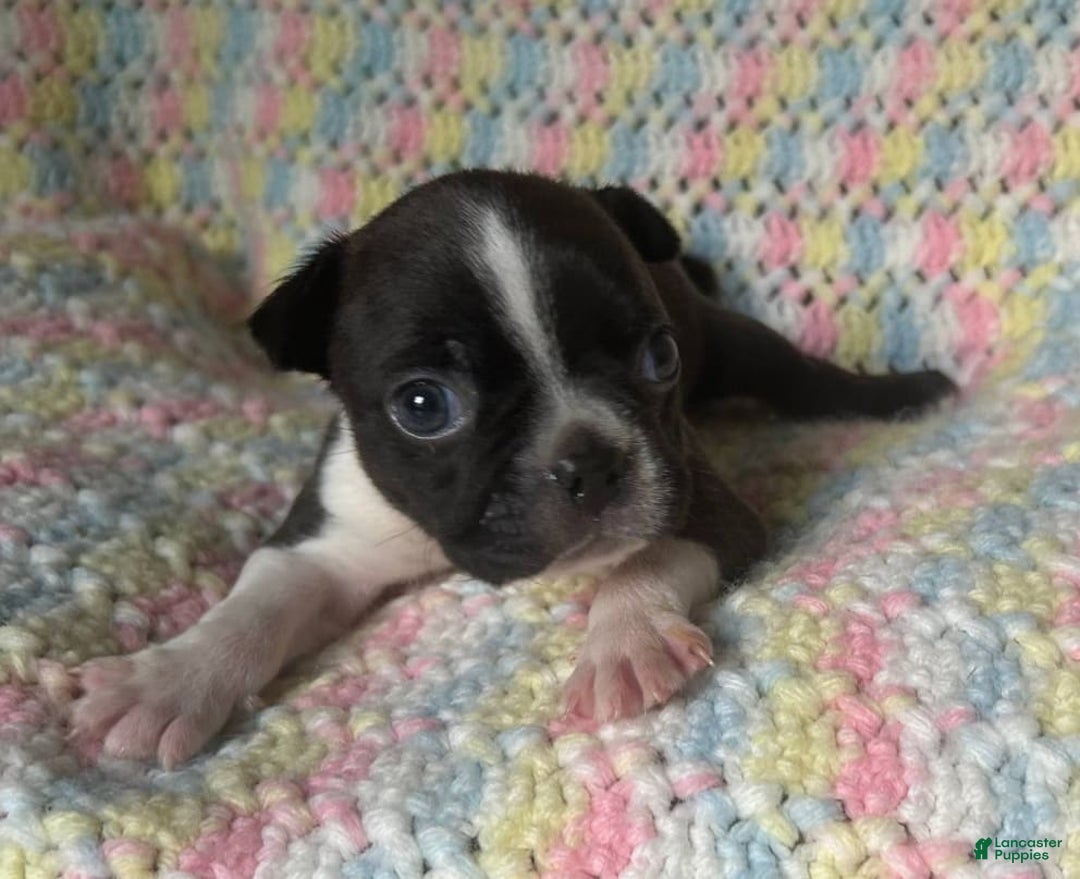 Boston Terrier dogs for sale: Oreo - Image 4