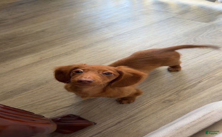 Dachshund dogs for sale - Ad 1