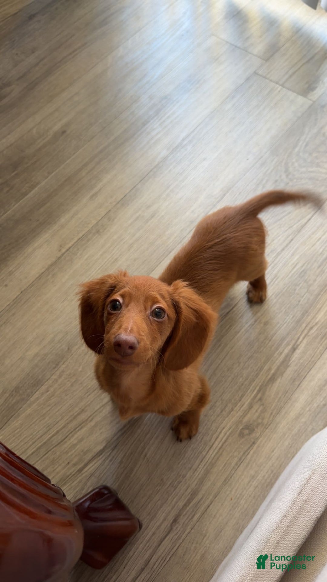 Dachshund dogs for sale: Snoopy - Image 1