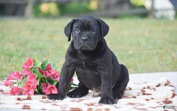 Cane Corso dogs for sale: Riley - Image 1