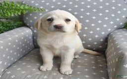 Labrador Retriever dogs for sale: Dixie - Image 2