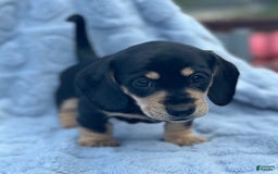 Dachshund dogs for sale: Stormy - Image 2