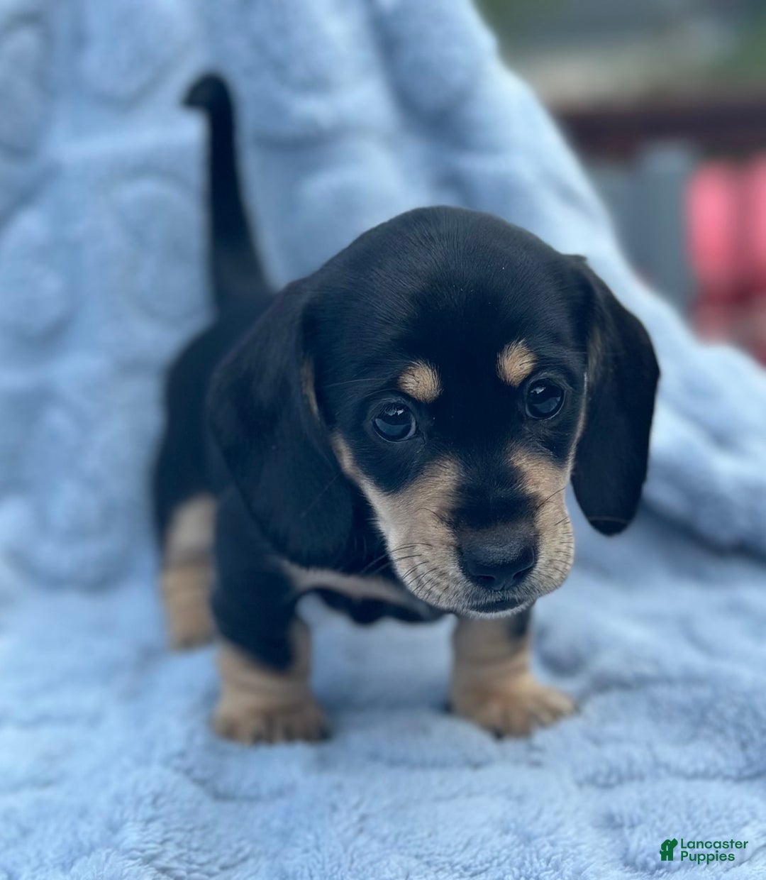 Dachshund dogs for sale: Stormy - Image 2