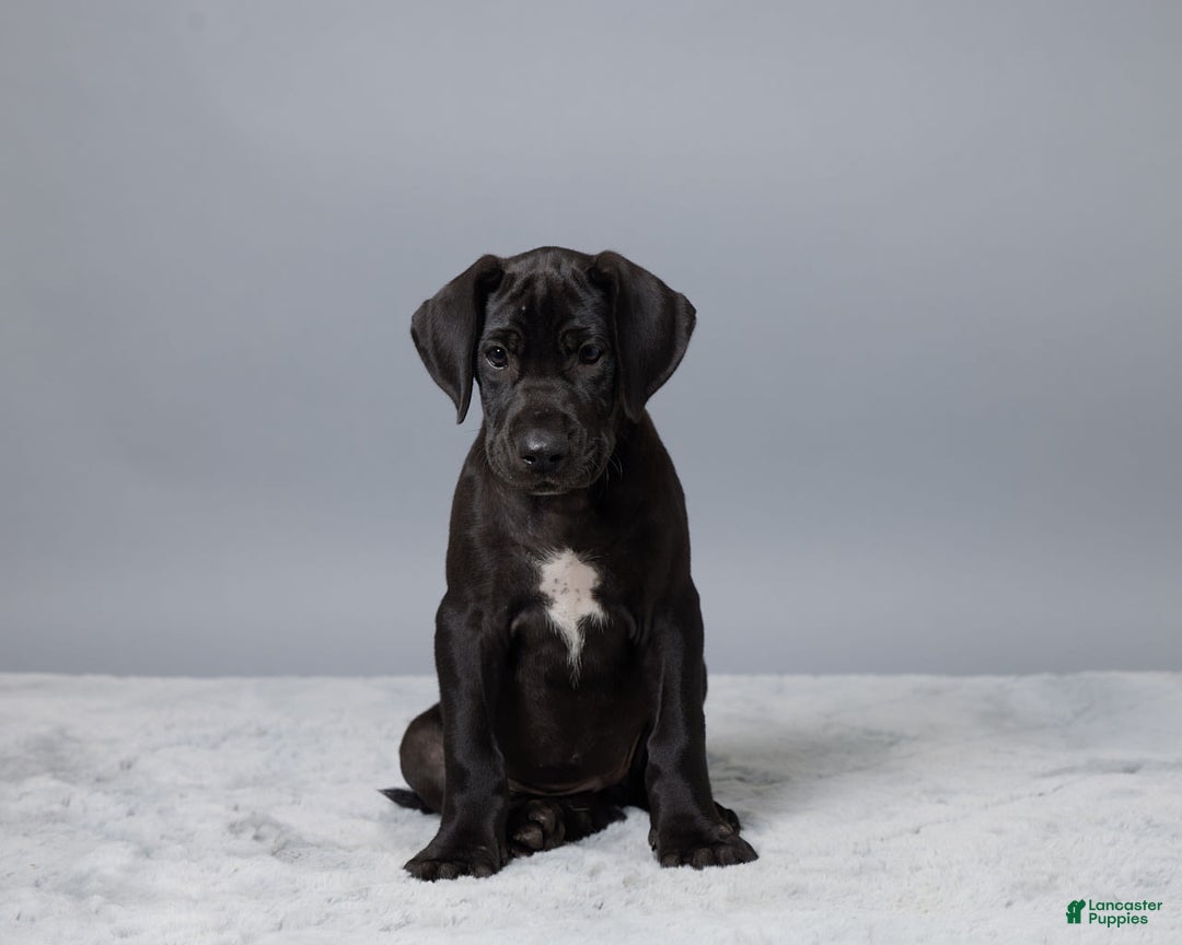 Great Dane dogs for sale: Lexy - Image 3
