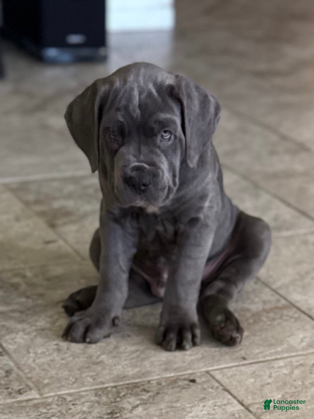 Cane Corso dogs for sale: Kane - Image 2