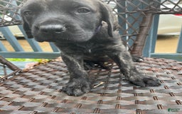 English Mastiff dogs for sale: Lilo - Image 10