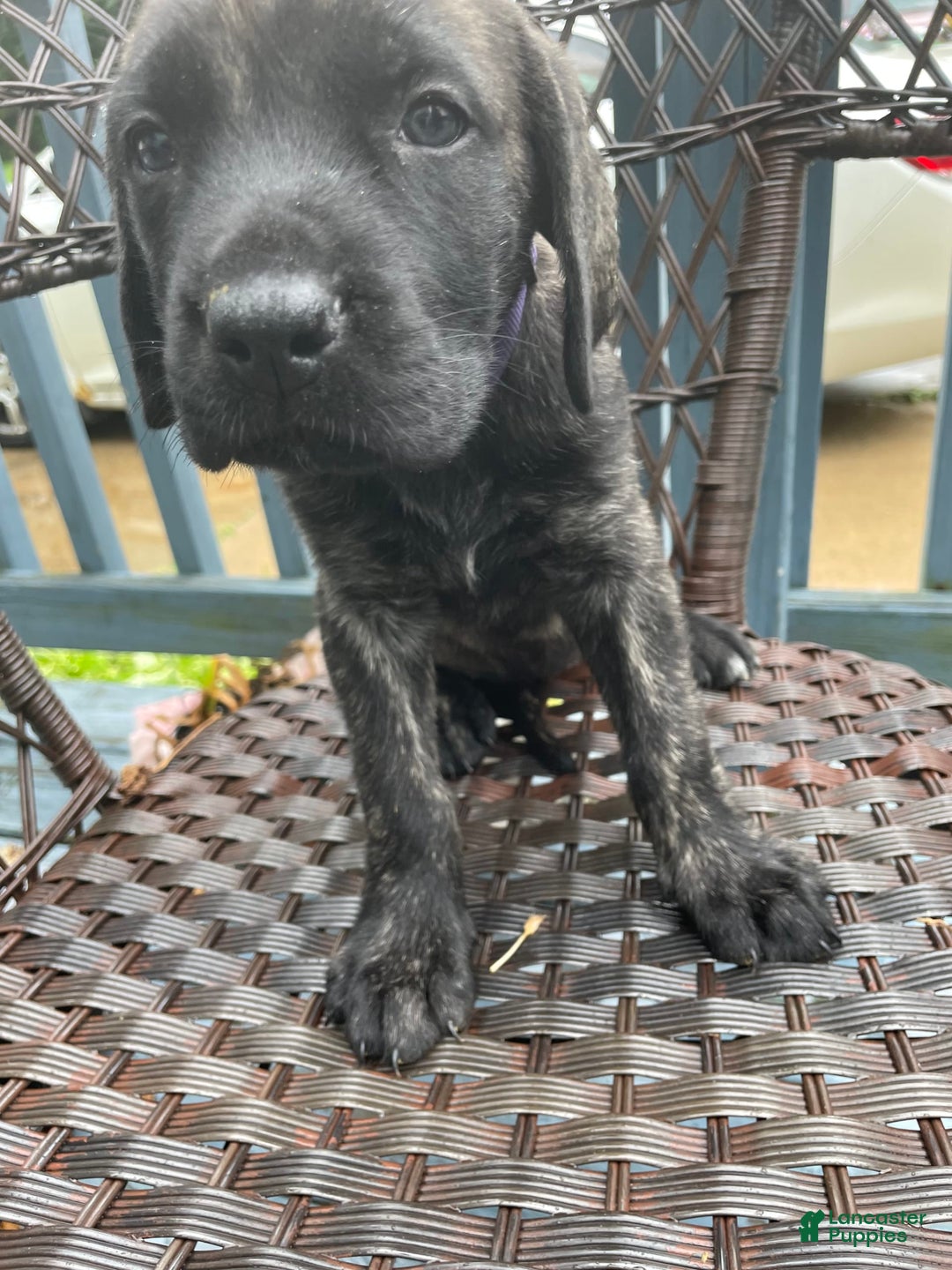 English Mastiff dogs for sale: Lilo - Image 10