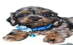 Cockapoo dogs for sale: Stacey - Image 4