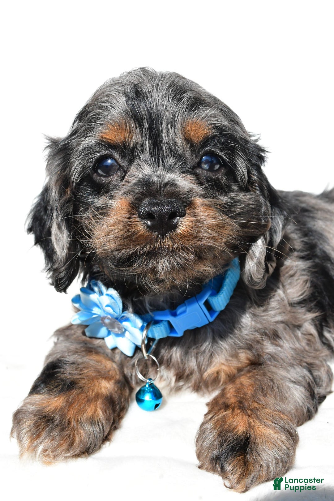 Cockapoo dogs for sale: Stacey - Image 4