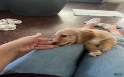 Dachshund dogs for sale: Sandy - Image 1