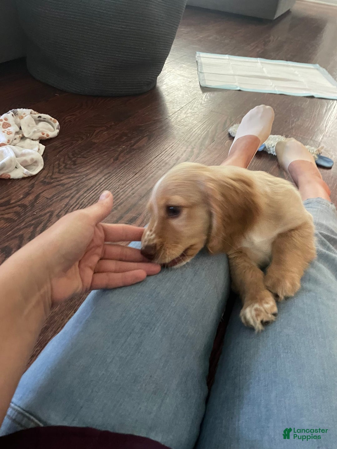 Dachshund dogs for sale: Sandy - Image 1