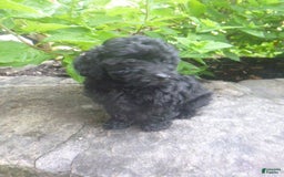 Toy Poodle dogs for sale: Hanna - Image 4