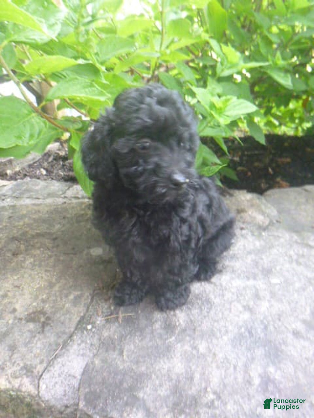 Toy Poodle dogs for sale: Hanna - Image 4