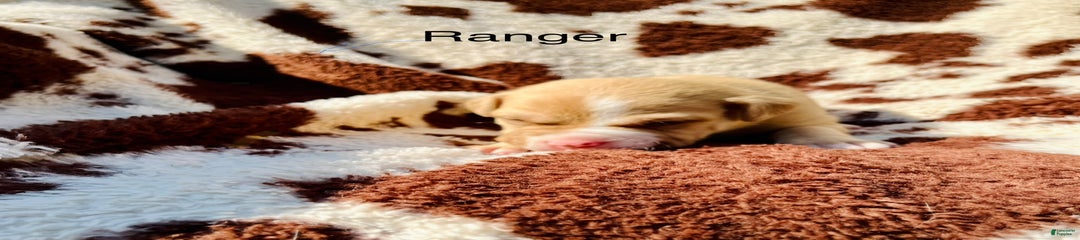 Ranger