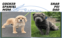 Mini Hippo dogs for sale: Casey - Image 7
