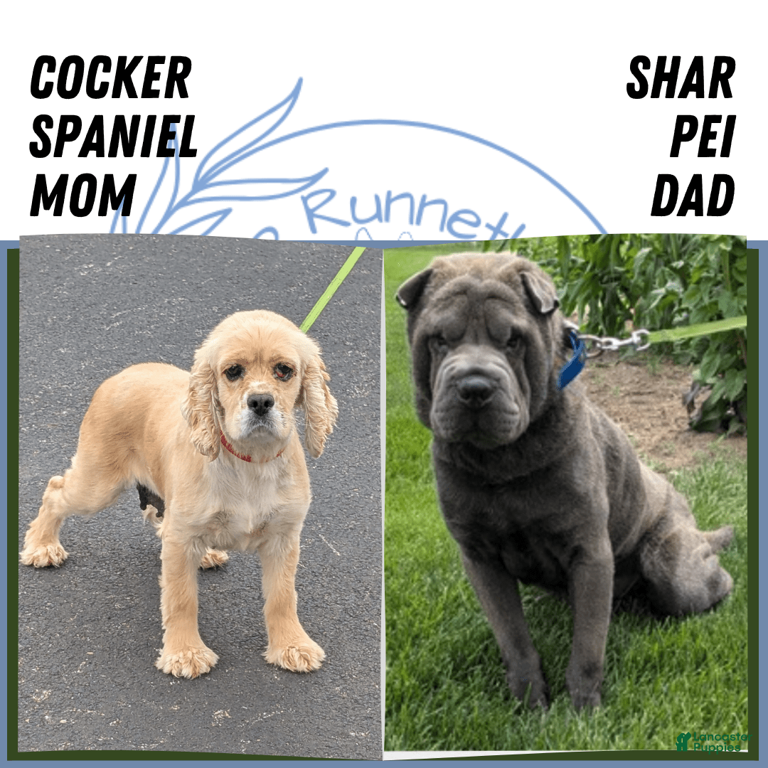 Mini Hippo dogs for sale: Casey - Image 7
