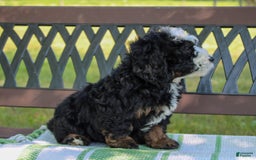 Mini Bernedoodle dogs for sale: Leo - Image 8