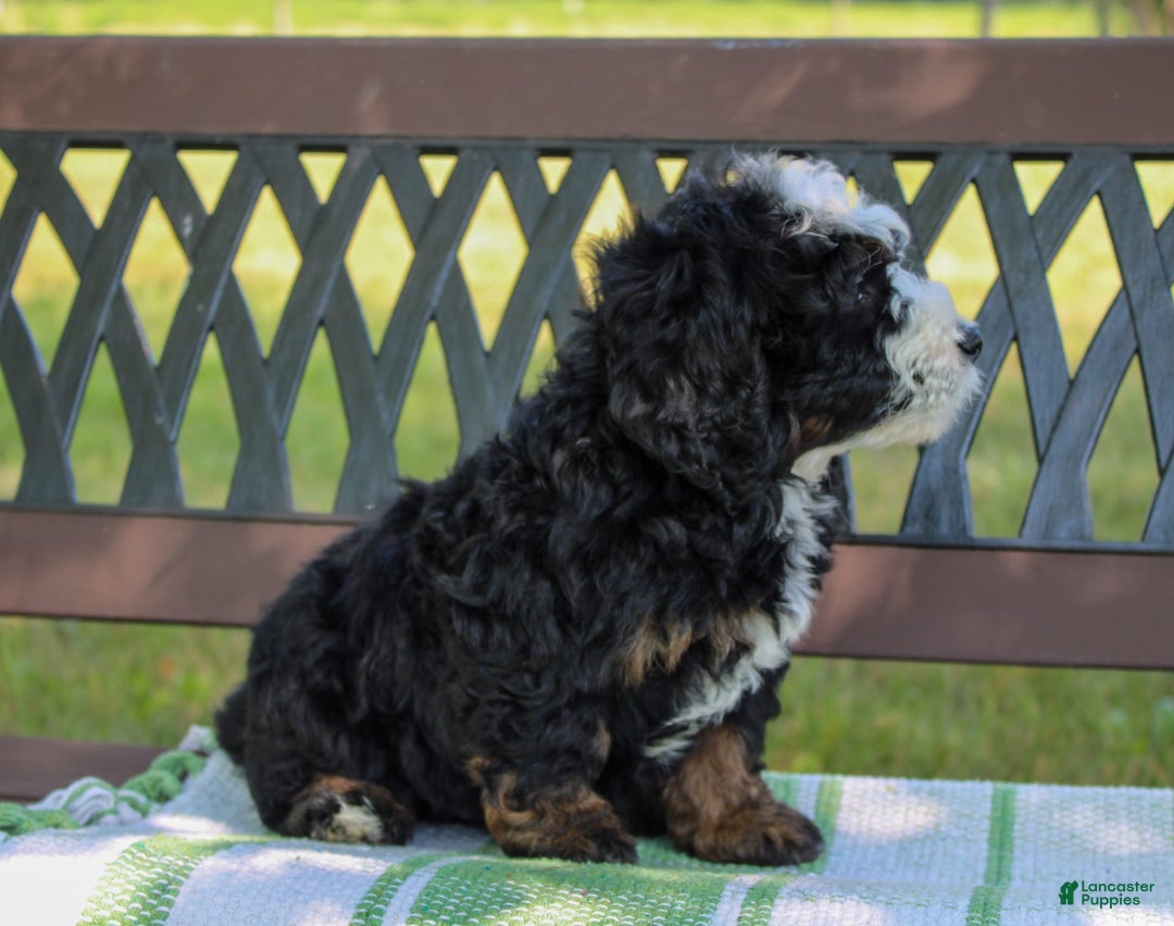 Mini Bernedoodle dogs for sale: Leo - Image 8