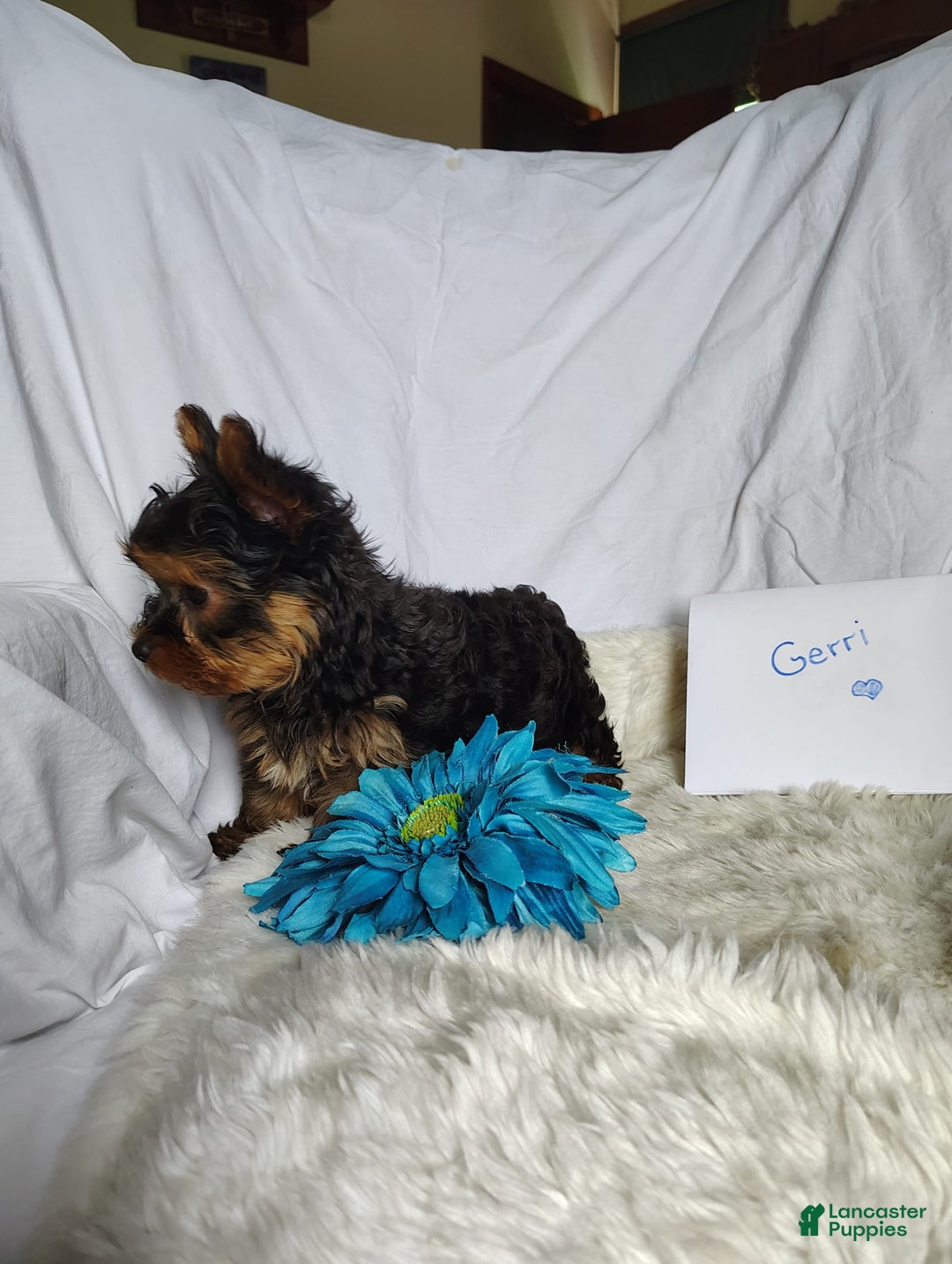 Yorkshire Terrier dogs for sale: Gerri - Image 9