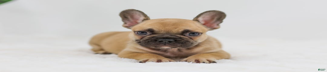 Hugo
