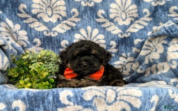 Havapoo dogs for sale: Holman - Image 1