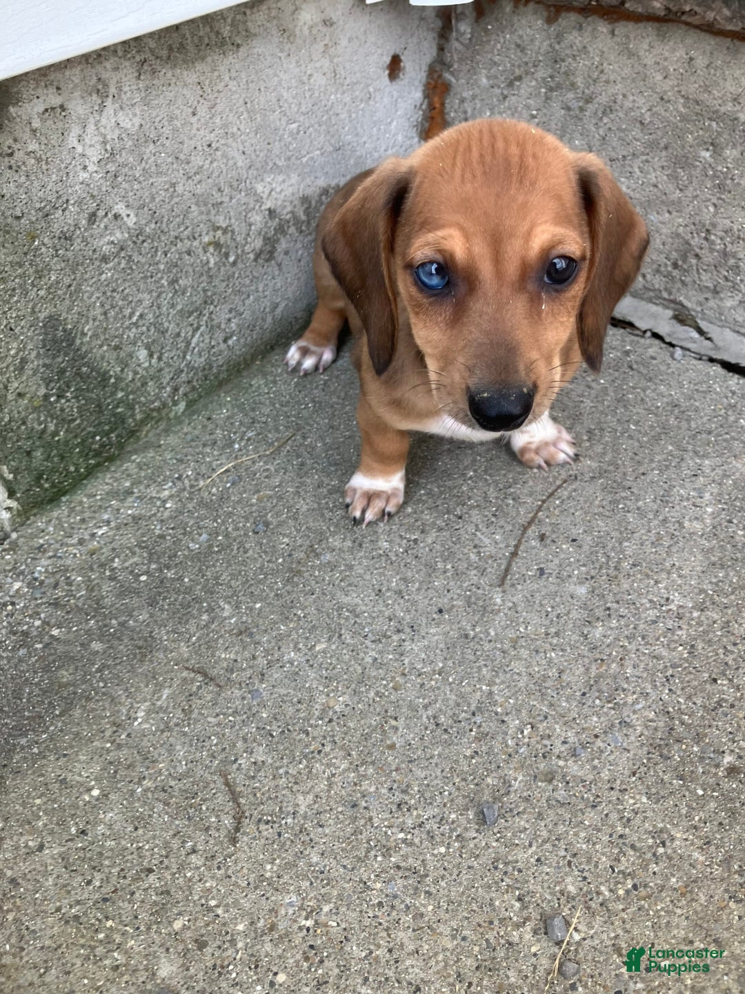 Miniature Dachshund dogs for sale: James - Image 3