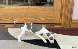 Italian Greyhound dogs for sale: Tina - Image 1